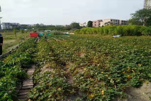 北海市南北公路西、屋梓村西的国有土地使用权